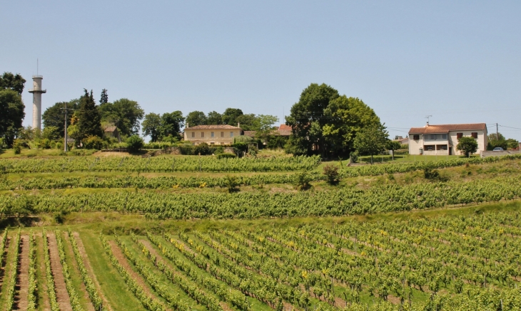 Les Vignobles - Saint-Cibard