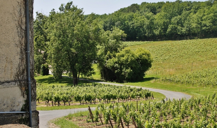 Les Vignobles - Saint-Cibard