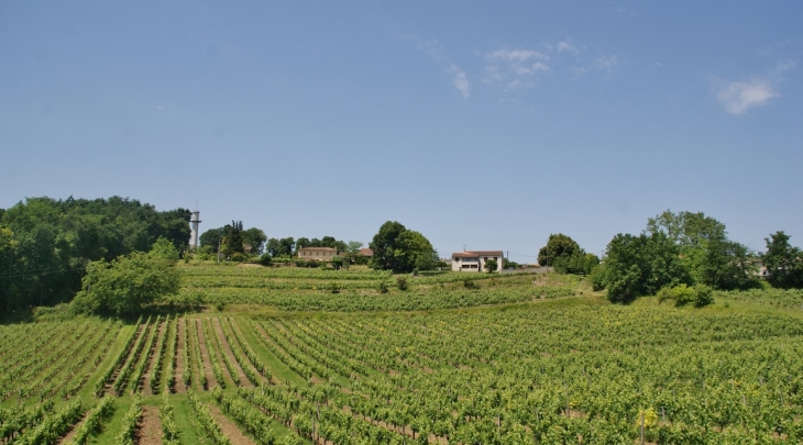 Les Vignobles - Saint-Cibard