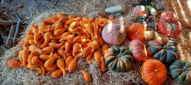 Nos légumes - Saint-Laurent-Médoc