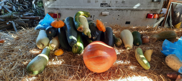 Nos légumes - Saint-Laurent-Médoc