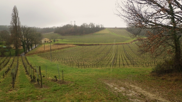 Vue du lieu-dit Bérie. - Saint-Pey-de-Castets