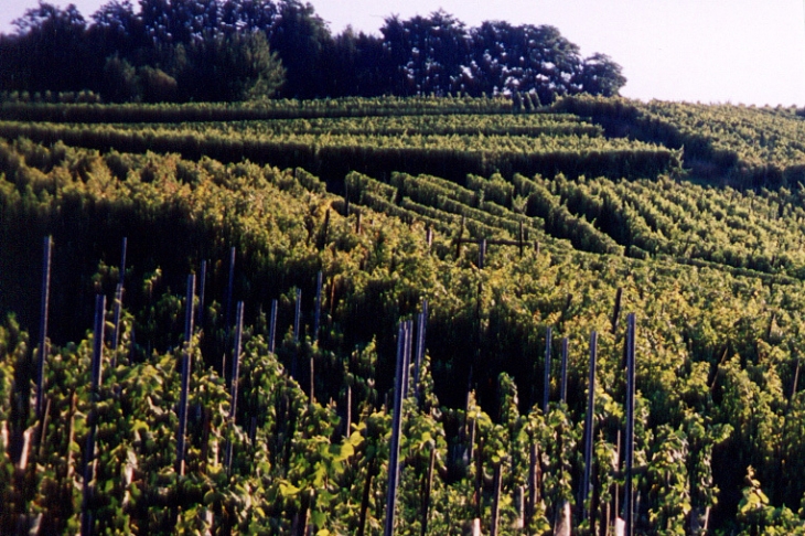 Les Vignes du Château Haut-Cazevert - Sauveterre-de-Guyenne