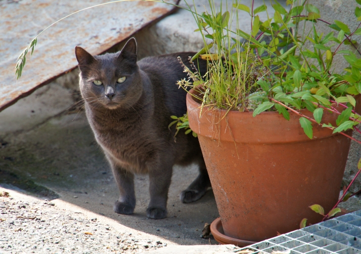 Un chat du village. - Sauveterre-de-Guyenne