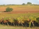 Photo précédente de Sauveterre-de-Guyenne Sauveterre : les vignobles en automne