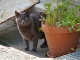 Photo suivante de Sauveterre-de-Guyenne Un chat du village.