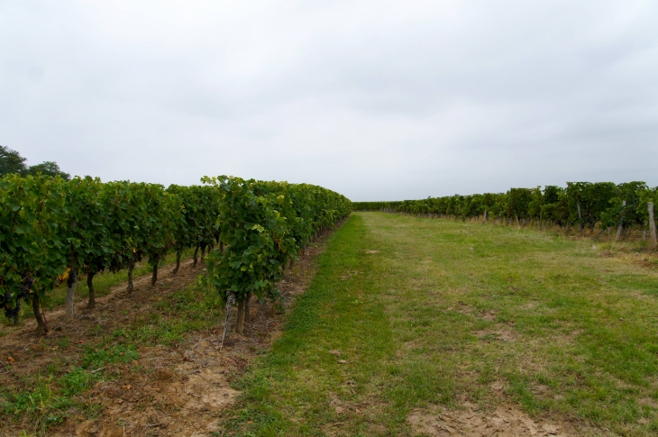 Des vignes à perte de vue. - Tayac