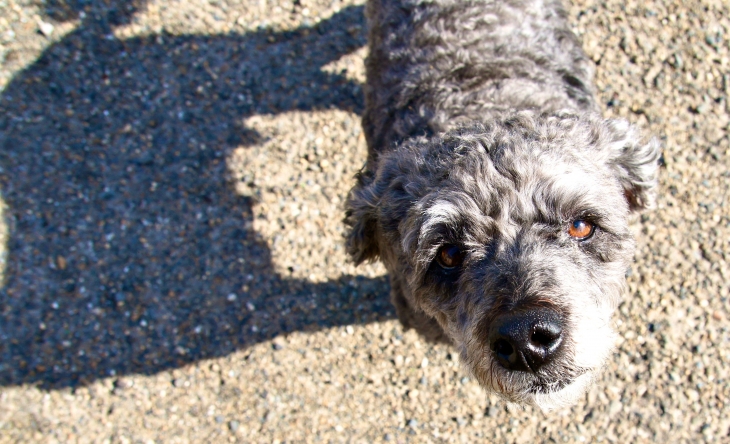 Le chien du village. - Créon-d'Armagnac