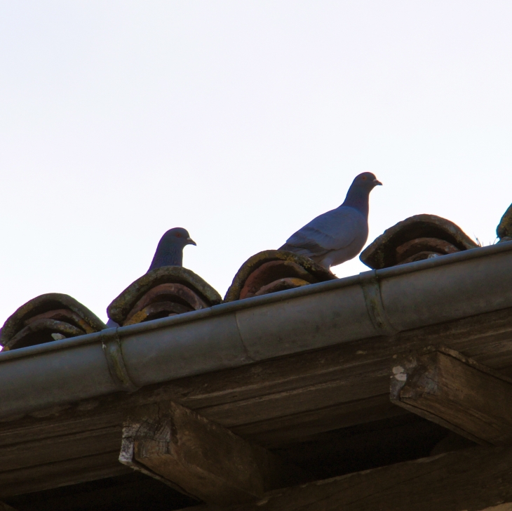 Les pigeons de l'église. - Créon-d'Armagnac