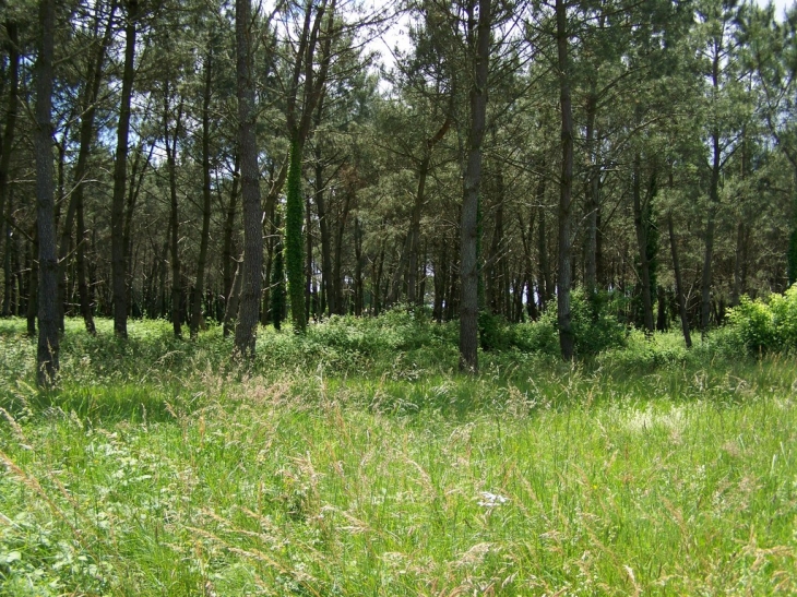 Forêt de pins - Escalans