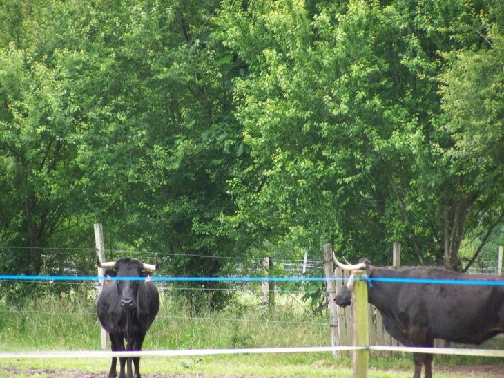 Course Landaise, les vaches - Escalans