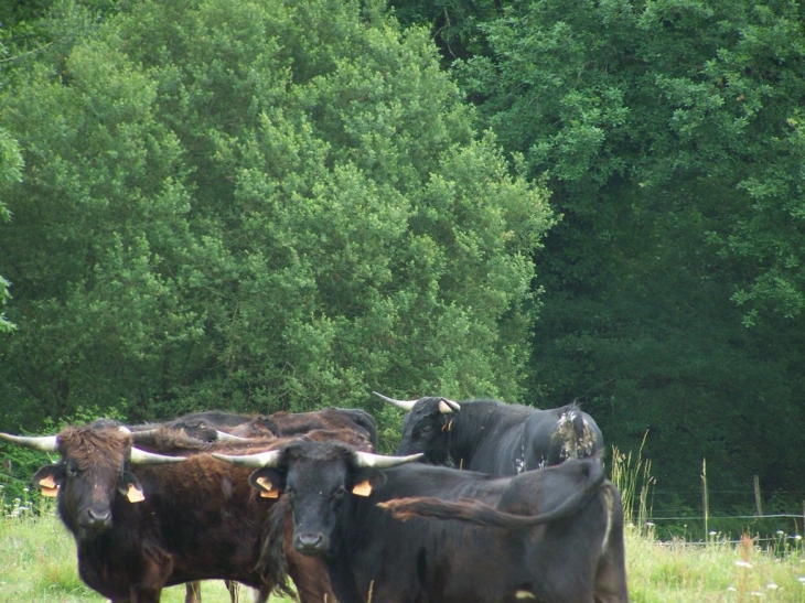 Vaches pour la course landaise - Escalans