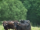 Vaches pour la course landaise