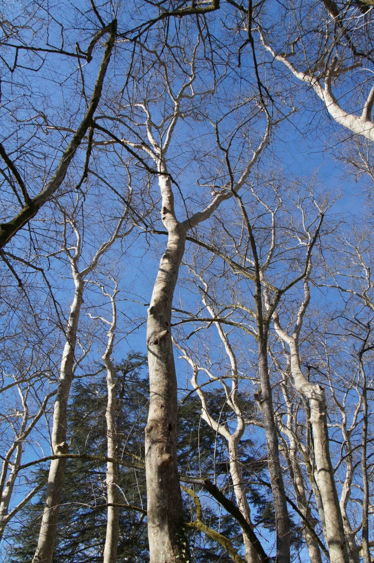 Forêt qui entoure l'église Saint-Pierre. - Lubbon