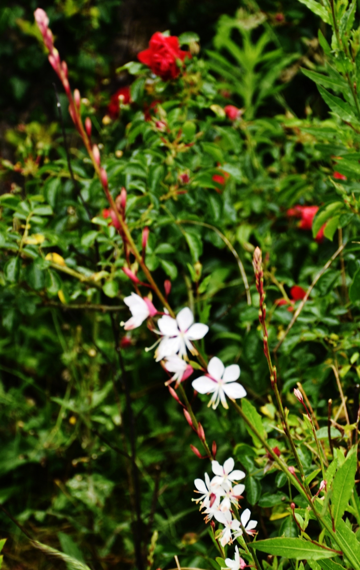 Fleurs - Montfort-en-Chalosse