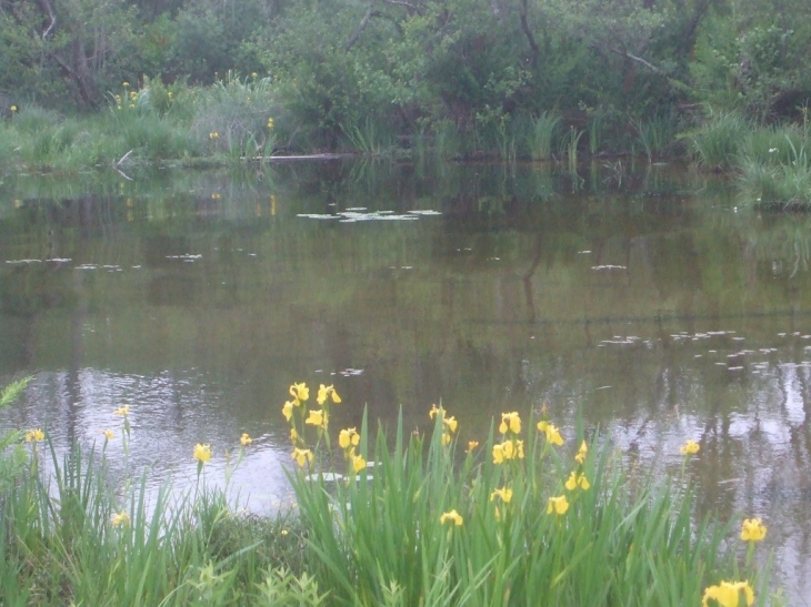 Marais lac Parentis-en-Born