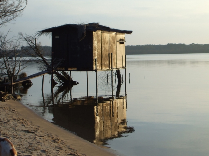 Chasse au canard sur le  lac - Parentis-en-Born