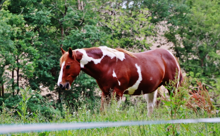 Cheval - Saint-Jean-de-Marsacq