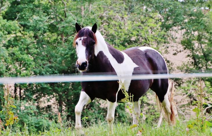 Cheval - Saint-Jean-de-Marsacq