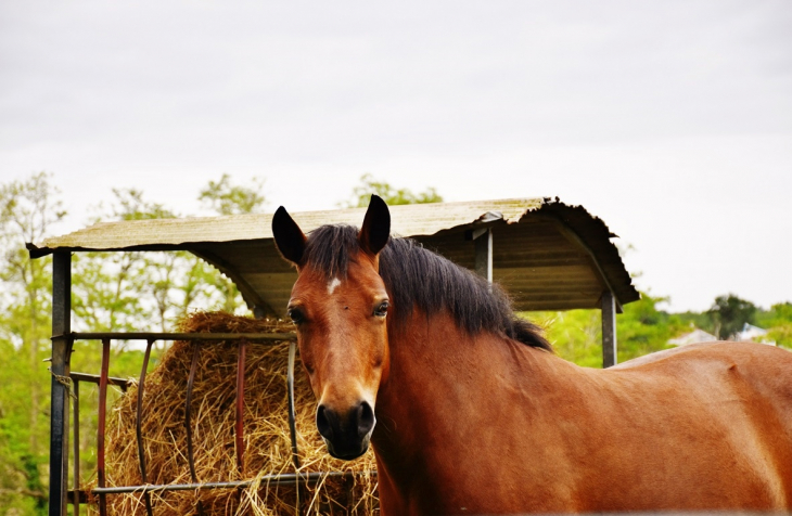 Cheval - Saint-Jean-de-Marsacq