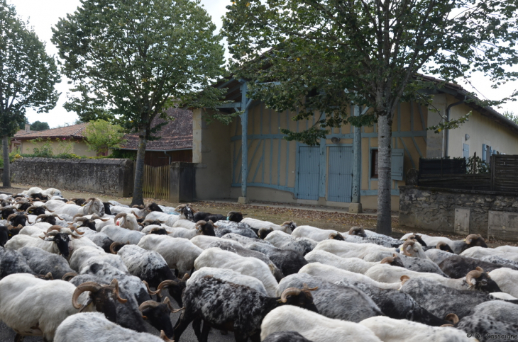 Saint Justin - Passage de la transhumance 2021 - Saint-Justin