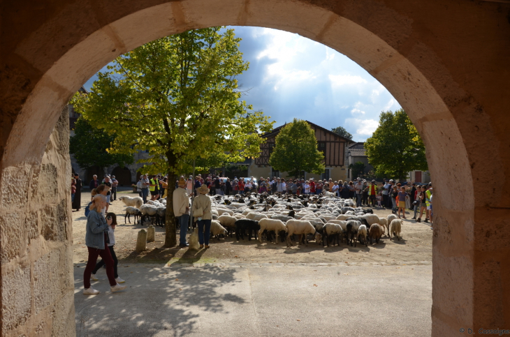 Saint Justin - Passage de la transhumance 2021 - Saint-Justin