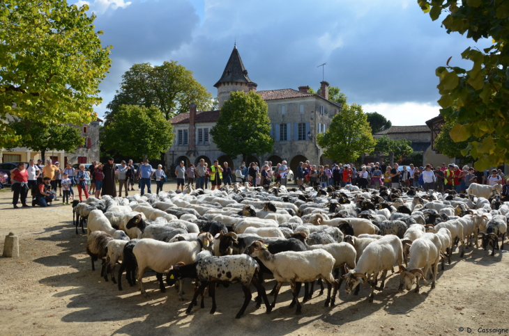 Saint Justin - Passage de la transhumance 2021 - Saint-Justin