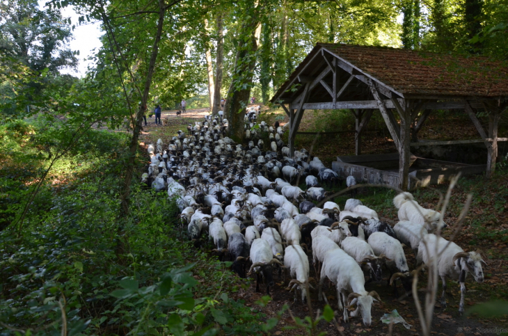 Saint Justin - Passage de la transhumance 2021 - Saint-Justin