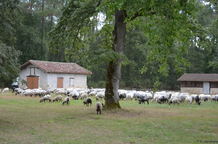 Saint Justin - Passage de la transhumance 2021 - Saint-Justin