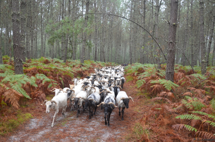 Saint Justin - Passage de la transhumance 2021 - Saint-Justin