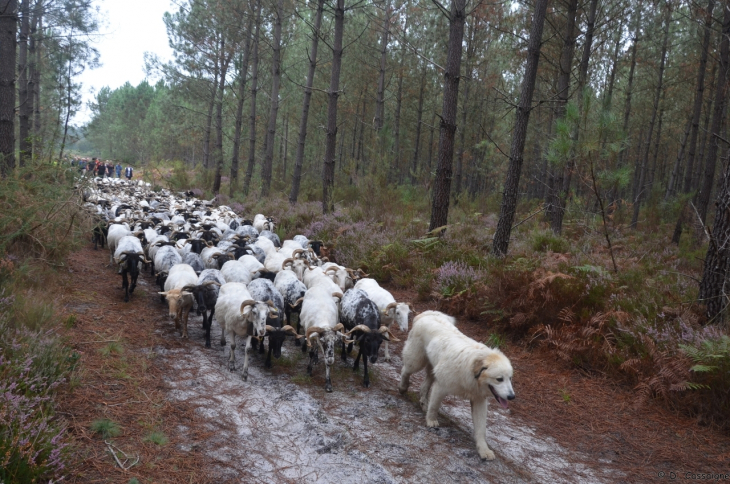 Saint Justin - Passage de la transhumance 2021 - Saint-Justin