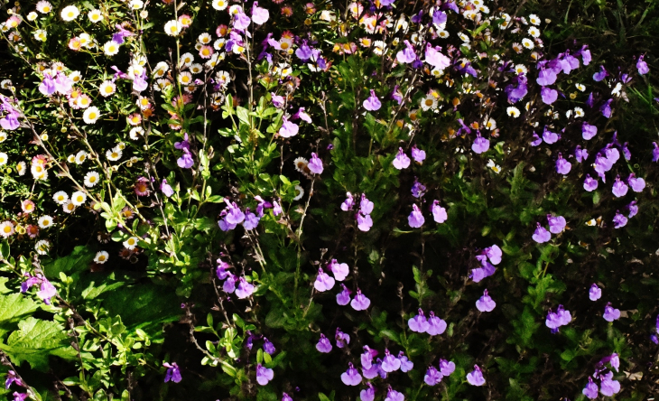 Fleurs - Sainte-Marie-de-Gosse