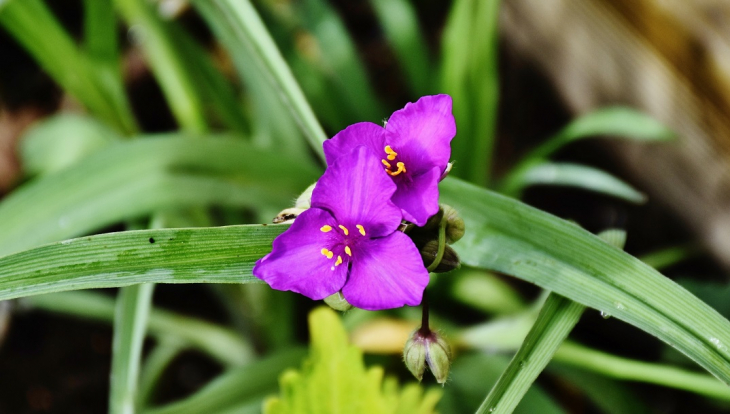 Fleur - Sorde-l'Abbaye