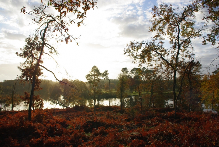 Le lac - Ychoux