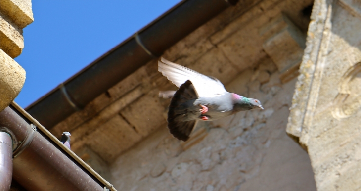 Pigeon de l'église. - Barbaste