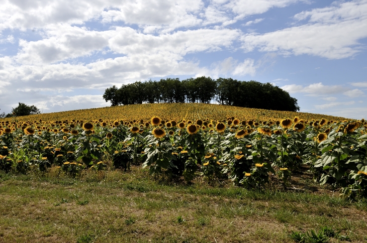 Juillet aux soleils... - Cours