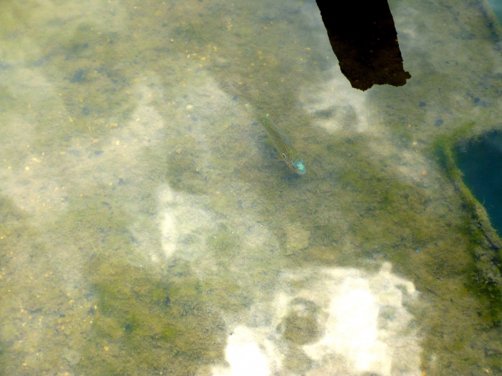 Petit poisson du canal du midi à Pont des Sables. - Fourques-sur-Garonne