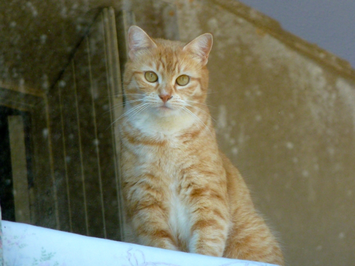 Un chat du village - Le Temple-sur-Lot