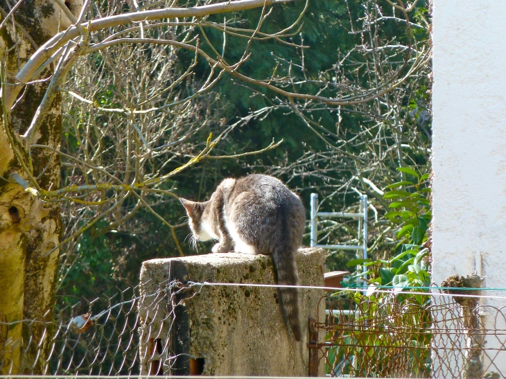 Un chat du village - Le Temple-sur-Lot