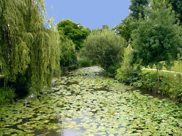 Le Jardin des Nénuphars Latour Marliac - Le Temple-sur-Lot