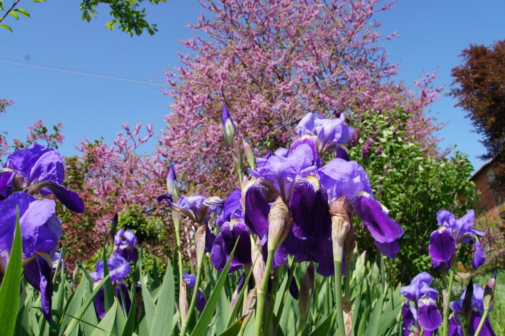 Fleurs de l'église de Monseyrou. - Rayet