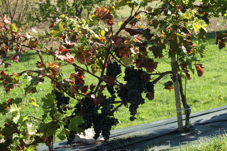 Une haie de vigne - Thézac