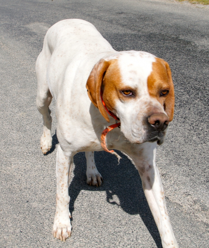 Le chien du village. - Tourliac