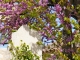 la-cloche-et-le-lilas-Chapelle Saint Clair à Parisot.