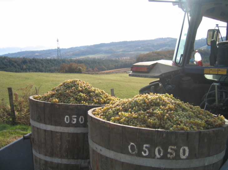 Les Vendanges a Abos