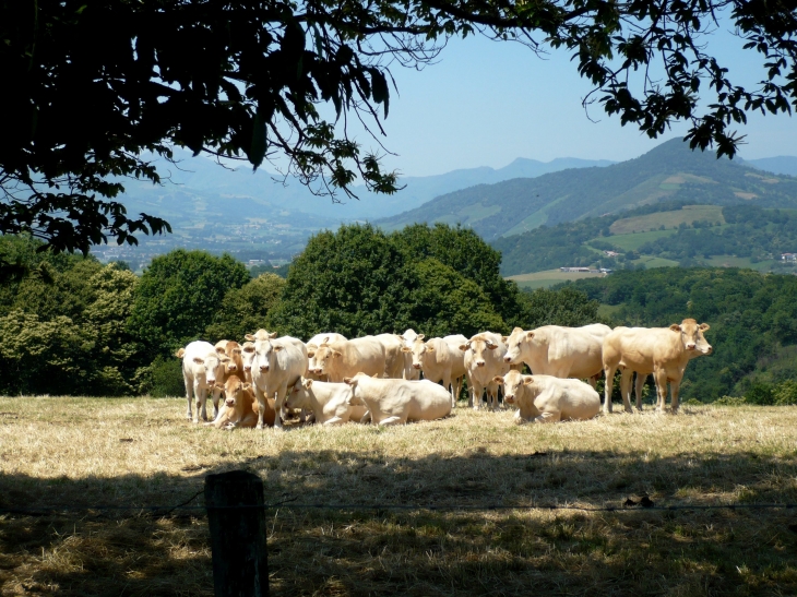 Aux alentours, troupeau de vaches. - Ahaxe-Alciette-Bascassan