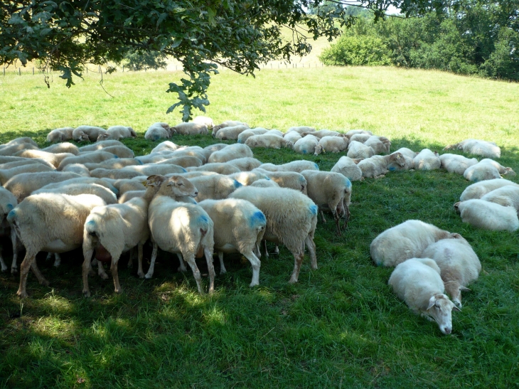 Aux alentours, troupeau de moutons. - Ahaxe-Alciette-Bascassan