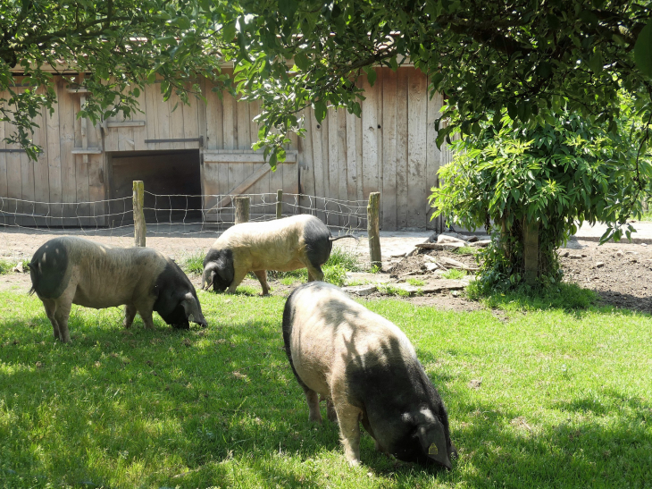 Les porcs basques - Aldudes