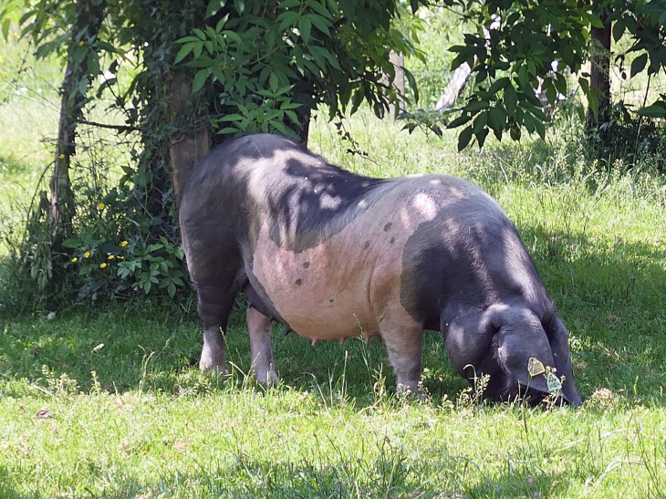 Porc basque - Aldudes