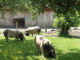 Photo suivante de Aldudes les porcs basques